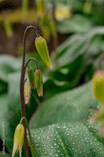 Close up very rare yellow  Erythronium Pagoda flowers photo