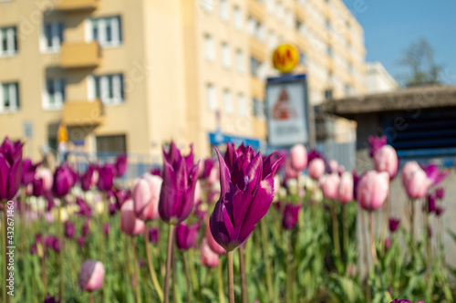 Wiosna w mieście, zieleń miejska, tulipany