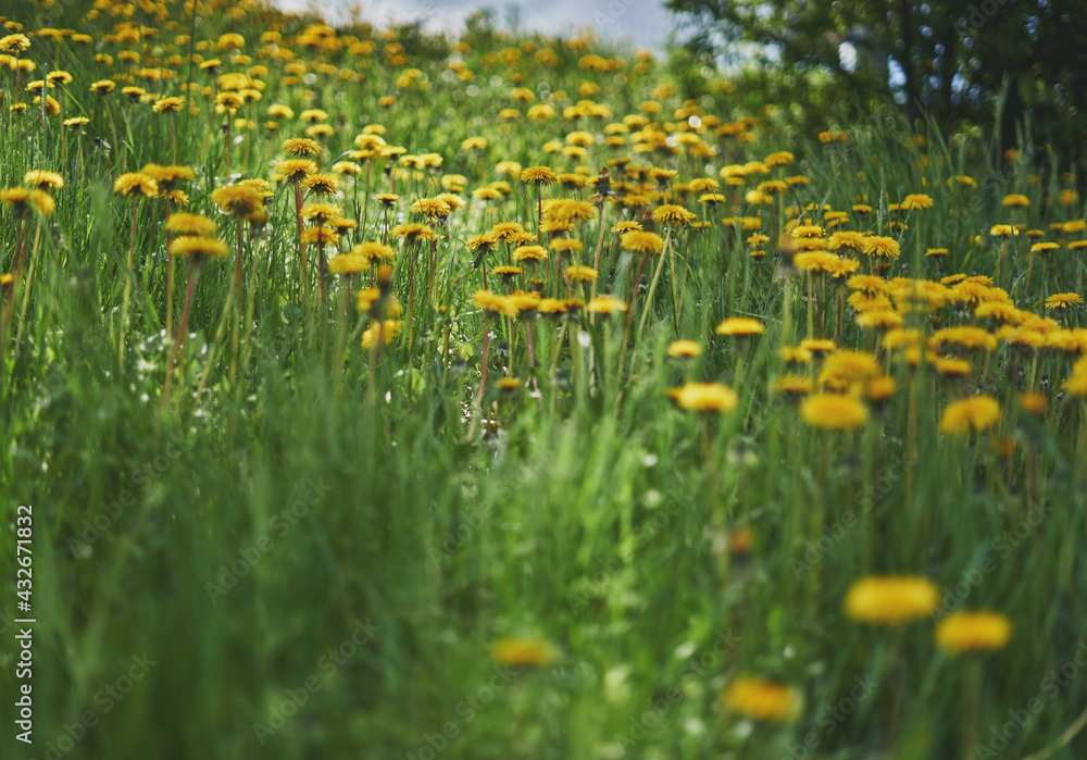 Yellow dandelion flowers on a green grass field. Yellow dandelion flowers on a green grass field.