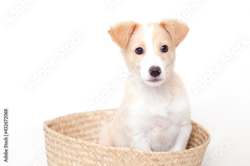 Cute happy puppy sits in a basket. Bright tones. Pet.