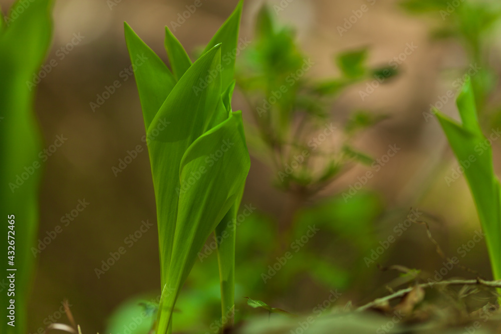 Green fresh grass or wheat in the garden with small sprouts. natural background Green fresh grass or wheat in the garden with small sprouts. natural background
