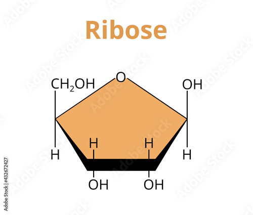 2D vector molecular structure of the monosaccharide ribose, simple sugar, carbohydrate. The structural formula of d-ribose, or l-Ribose isolated on white. Component of the ribonucleotides, RNA.