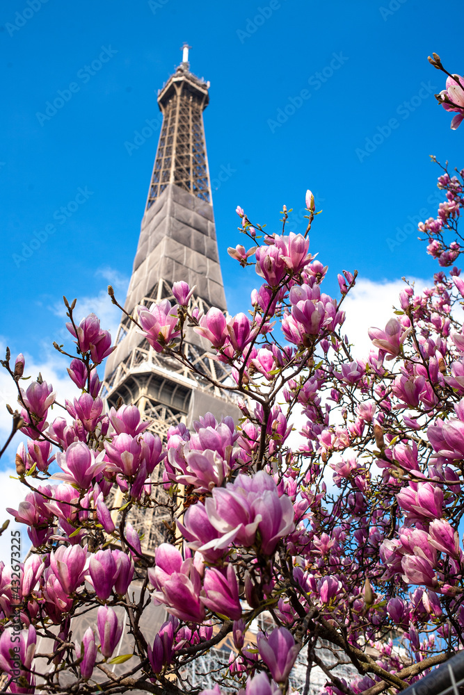 Magnolias in Full Bloom on a sunny day in front of Eiffel Tower