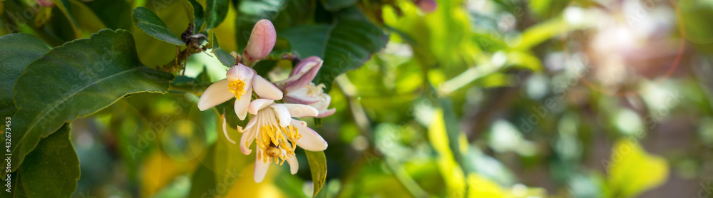 beautiful white lemon blossoms in the mediterranean garden panorama with lens flares beautiful white lemon blossoms in the mediterranean garden panorama with lens flares