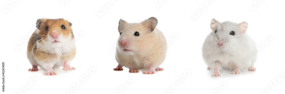Set with cute funny hamsters on white background. Banner design Set with cute funny hamsters on white background. Banner design