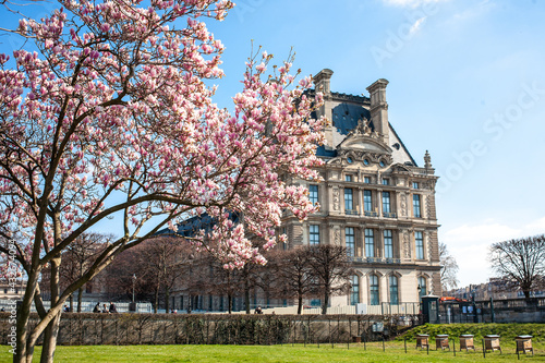 Paris, France – March 21 2021, Magnolias blooming in Tuileries Garden park. 