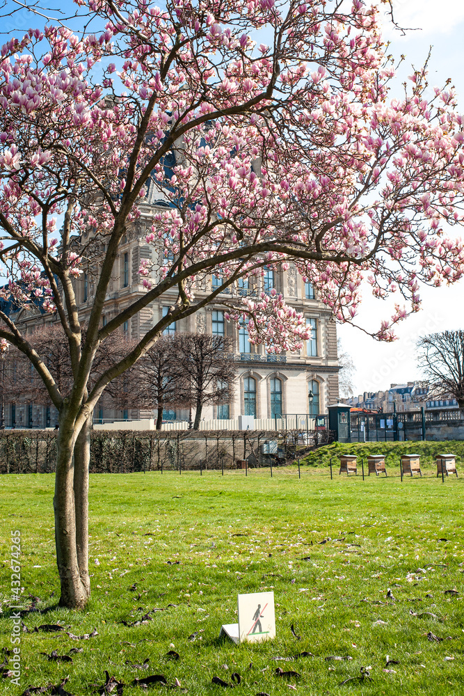 Paris, France – March 21 2021, Magnolias blooming in Tuileries Garden park. 