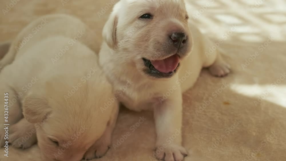 Young yellow labrador puppy dog crying, 4k Young yellow labrador puppy dog crying, 4k