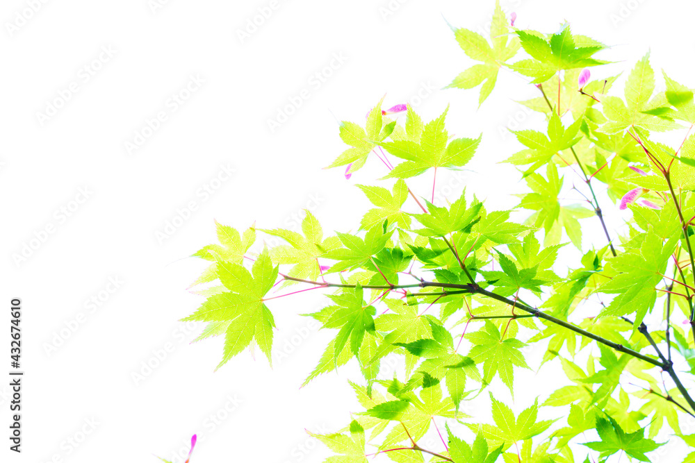 明るい色の新緑 明るい色の新緑
