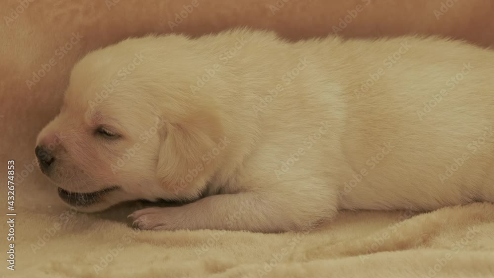 Young yellow labrador puppy dog, 4k Young yellow labrador puppy dog, 4k