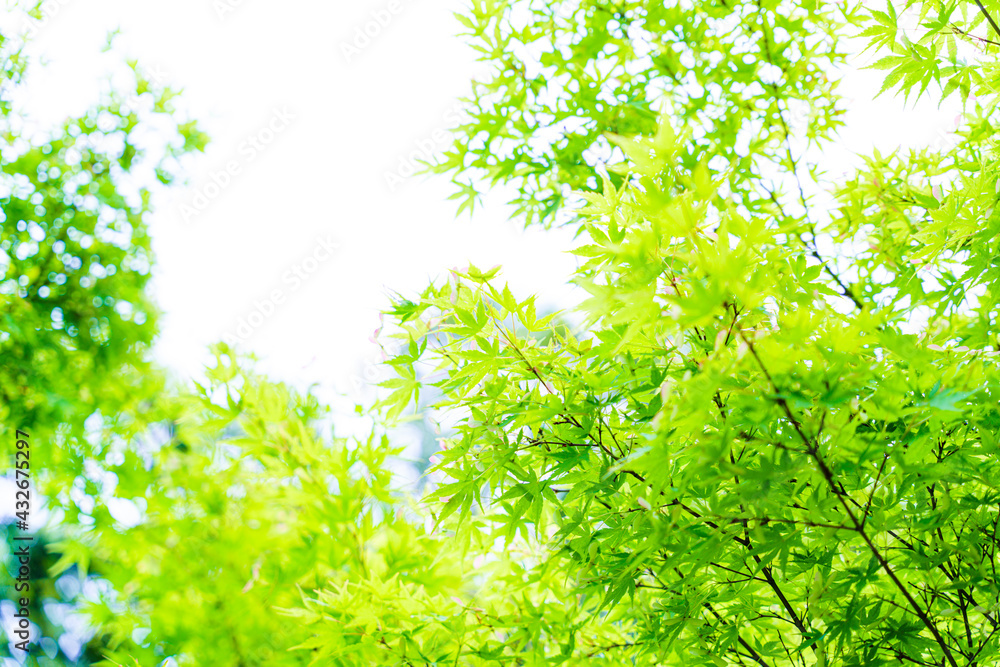 明るい色の新緑 明るい色の新緑