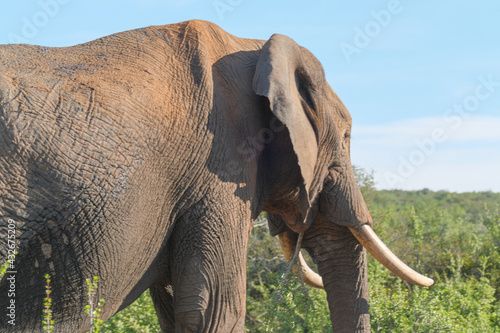 African Elephant Grazing on the Bush