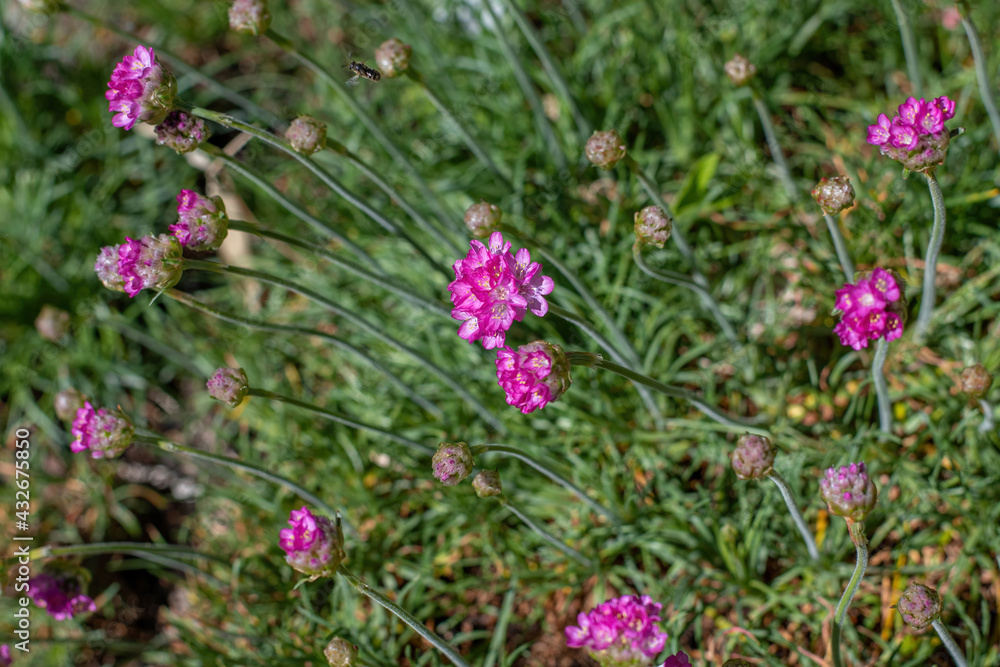 Beautiful pink magenta Sea thrift Armeria Maritima flowers in summer garden Beautiful pink magenta Sea thrift Armeria Maritima flowers in summer garden