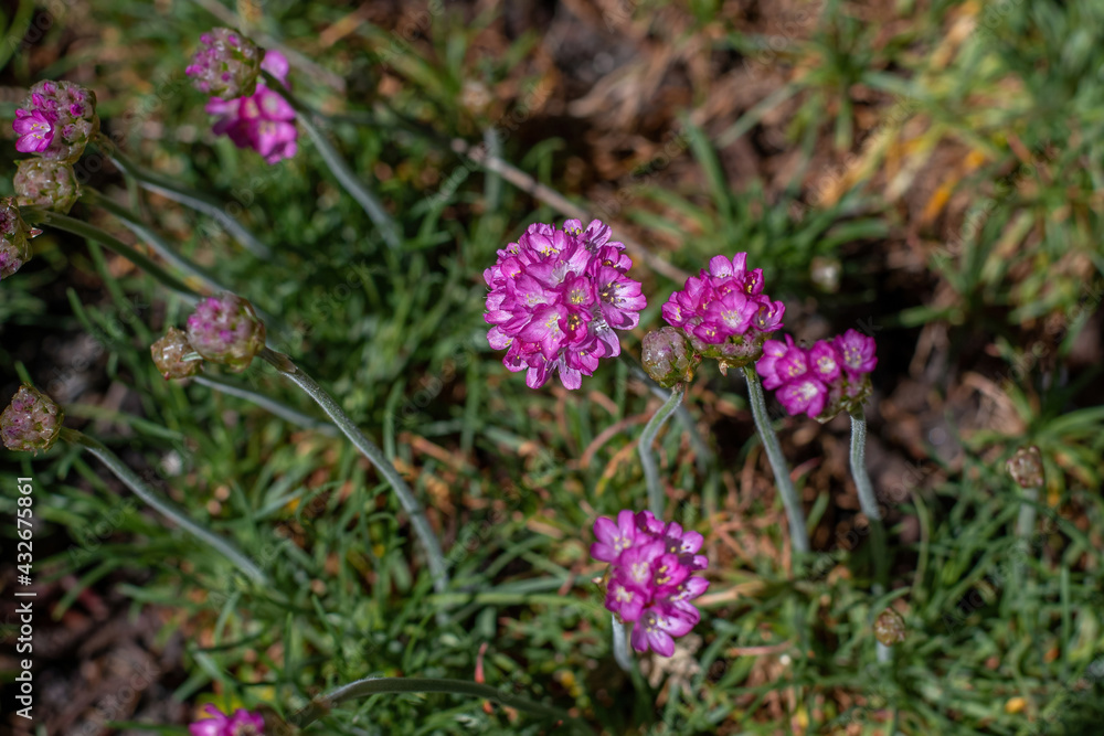 Beautiful pink magenta Sea thrift Armeria Maritima flowers in summer garden Beautiful pink magenta Sea thrift Armeria Maritima flowers in summer garden