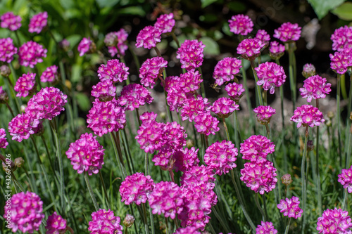 Obraz na płótnie Beautiful pink magenta Sea thrift Armeria Maritima flowers in summer garden w salonie