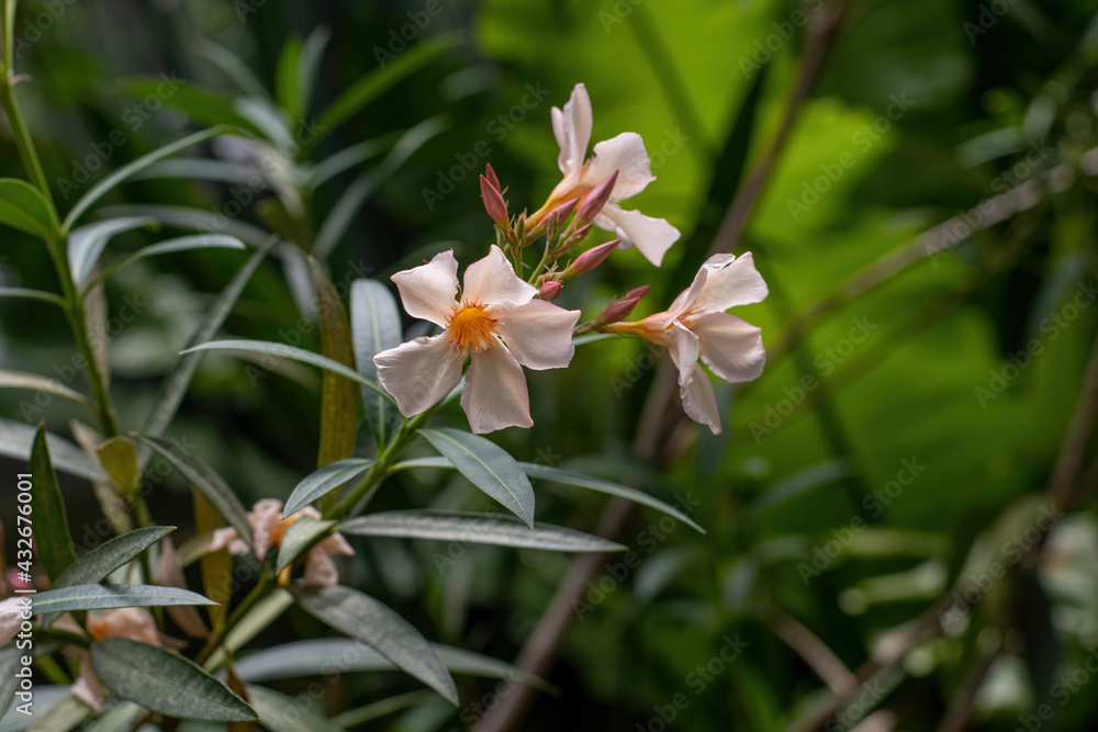 Close up white (Oleander Nerium) flower in nature garden Close up white (Oleander Nerium) flower in nature garden