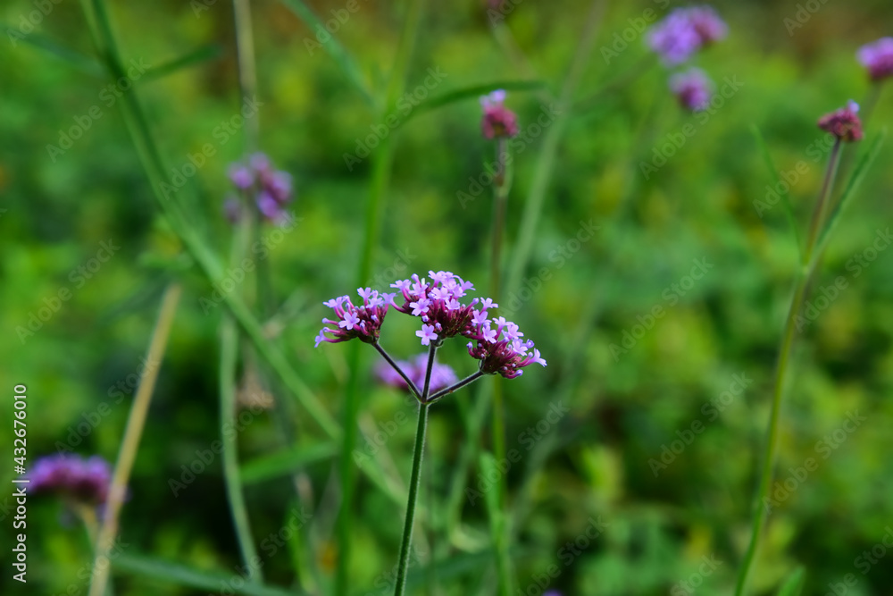 Purpurfarbene Blüten vor grünem Gras Bokeh Purpurfarbene Blüten vor grünem Gras Bokeh