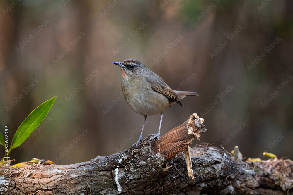 Obraz premium Siberian Rubythroat