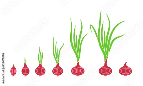 Crop stages of onion. Growing onion plants. Bulbs life cycle