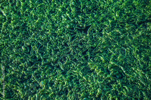 green moss on the pond