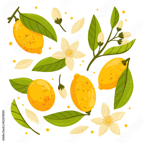 Collection of lemon tree branches with fruits, leaves and flowers isolated on white background. Fresh citrus. Exotical tropical plant. Design for card, logo, web or print. Flat vector illustration.