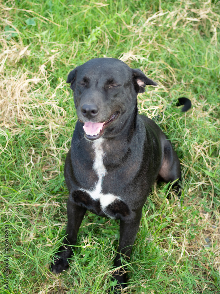Fototapeta premium black dog smile