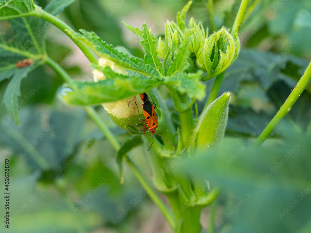 Fototapeta premium Bug on the Green leaf