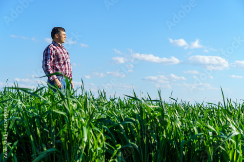 a man as a farmer poses in a field  dressed in a plaid shirt and jeans  checks and inspects young sprouts crops of wheat  barley or rye  or other cereals  a concept of agriculture and agronomy
