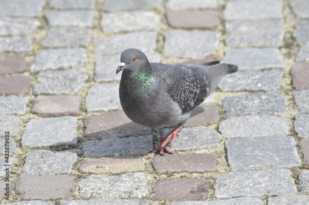 Obraz premium Gołomp