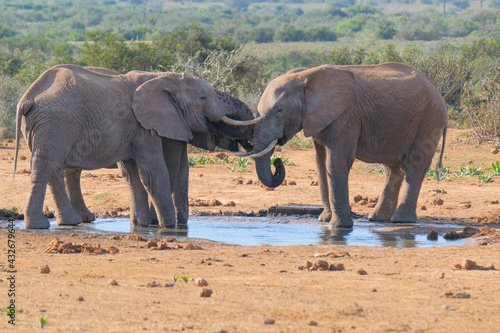 African Elephants drinking a water