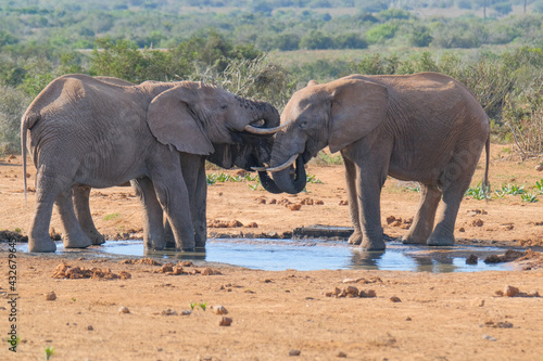 African Elephants drinking a water