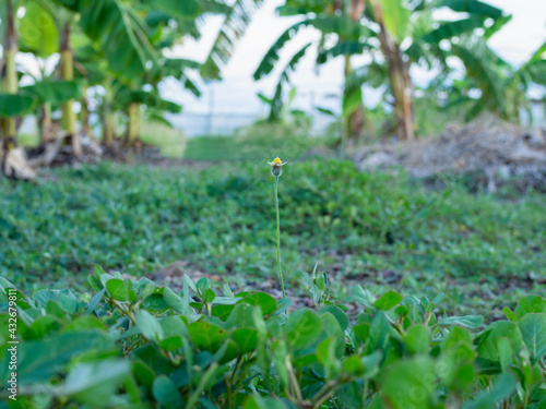 Grass flower