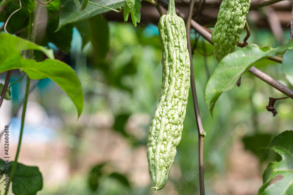Bitter gourd or squash and green leaves Bitter gourd or squash and green leaves