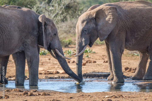 African Elephants drinking a water