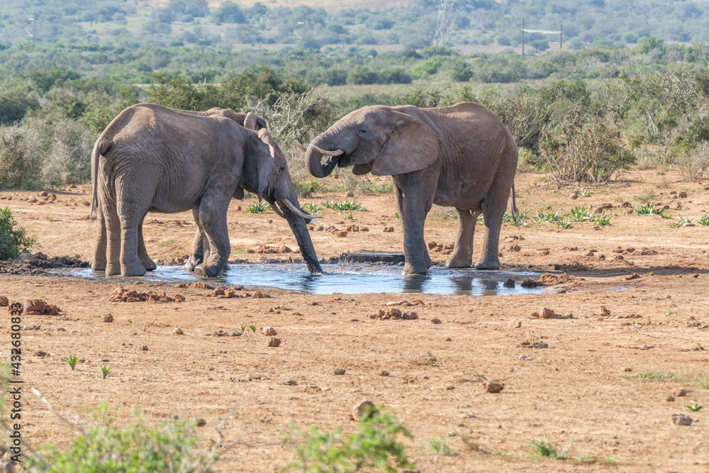 African Elephants drinking a water