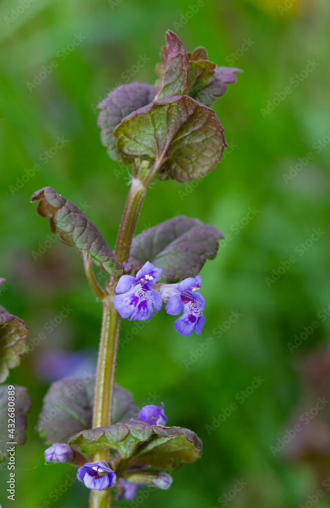 Close-up of Groud-Ivy, blooming with small bluish-violet flowers Close-up of Groud-Ivy, blooming with small bluish-violet flowers