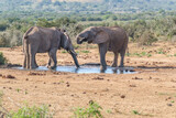 African Elephants drinking a water