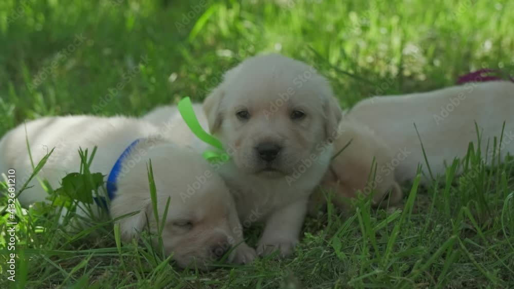 Labrador puppies, beautiful little dog in the green grass, 4k Labrador puppies, beautiful little dog in the green grass, 4k