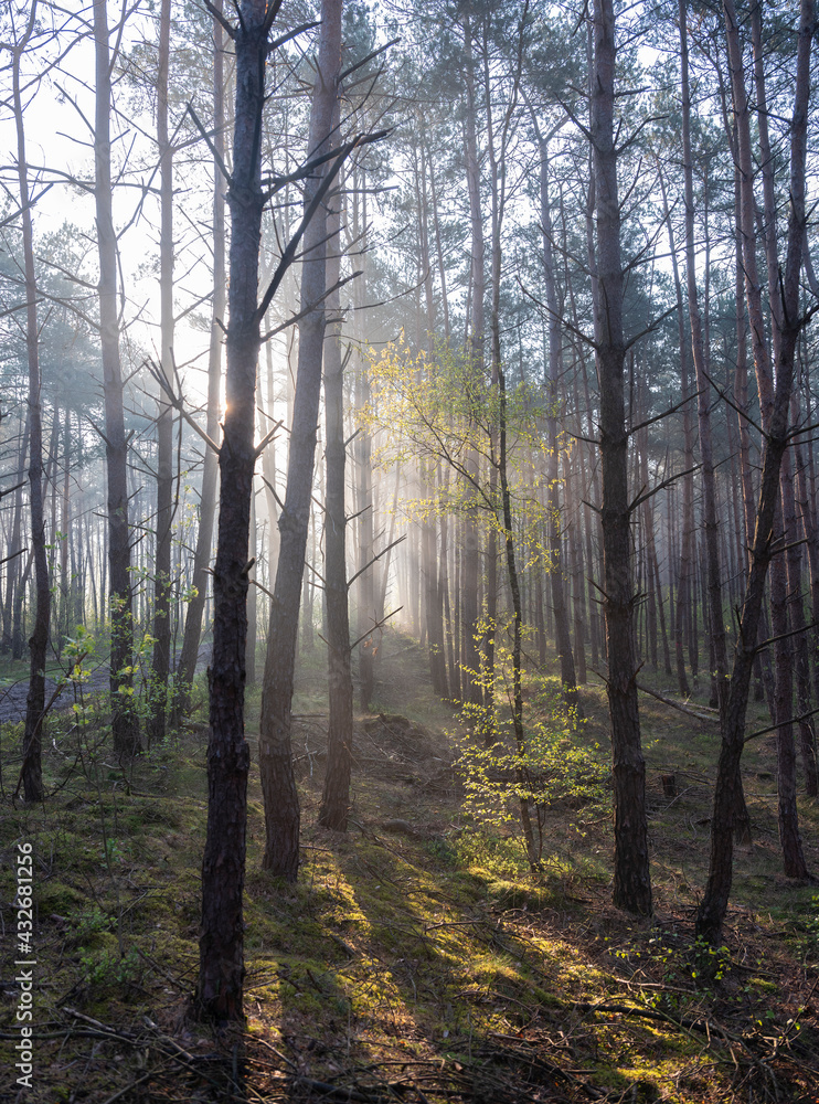 Fototapeta premium fresh leaves lit up in early morning sunshine between trunks of forest in spring