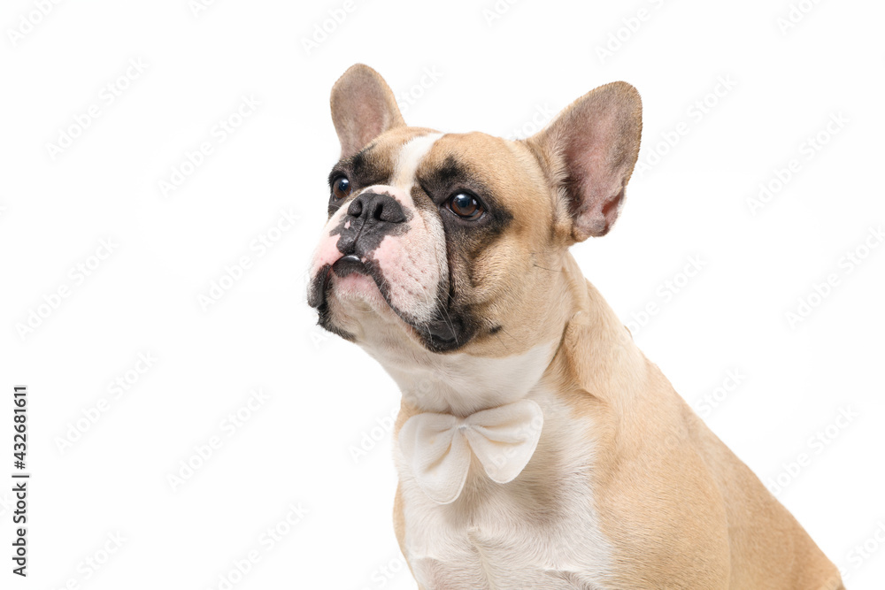 cute french bulldog wear bow tie isolated on white background,