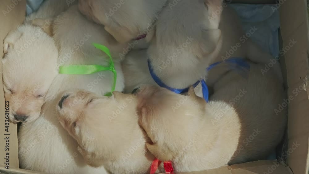 Labrador puppies, beautiful little dog in the box, 4k Labrador puppies, beautiful little dog in the box, 4k