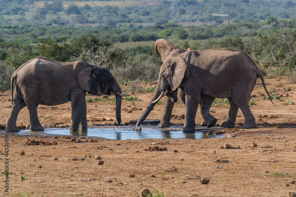 Fototapeta premium African Elephants drinking a water