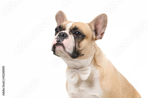 cute french bulldog wear bow tie isolated on white background, © kwanchaichaiudom