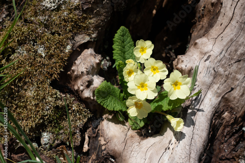 Primrose flowers (Primula polyantha) bloom in early spring photo