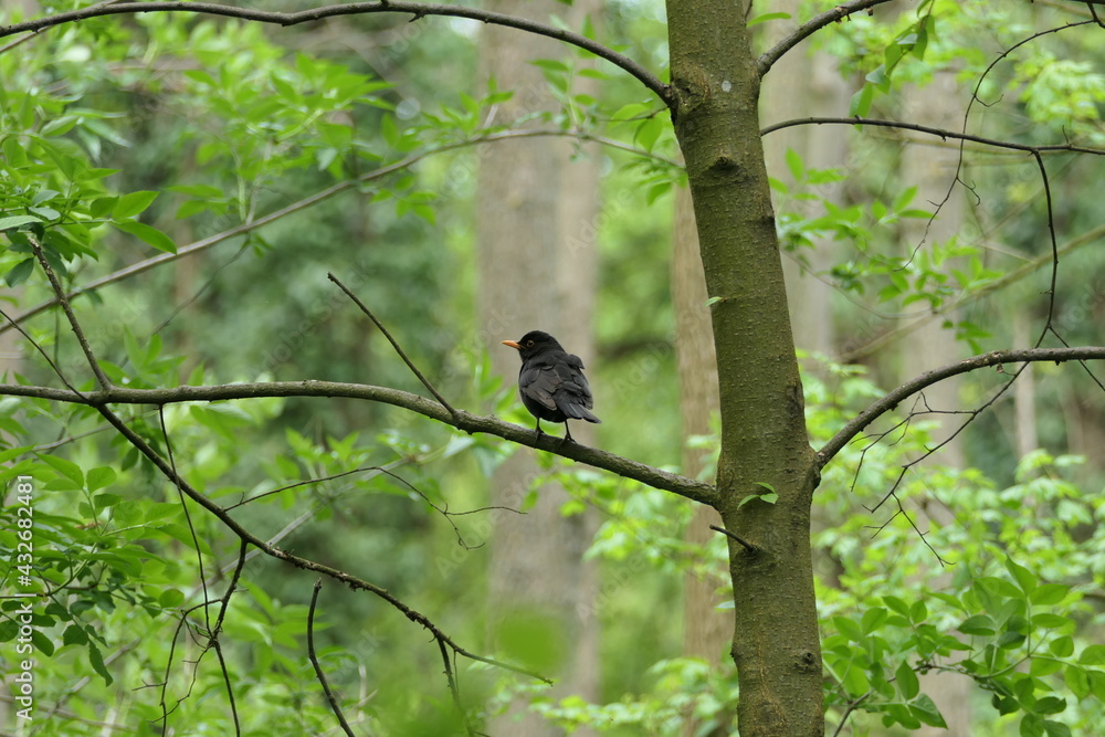 Blackbird sitting on thin branch in green forest. Blackbird sitting on thin branch in green forest.