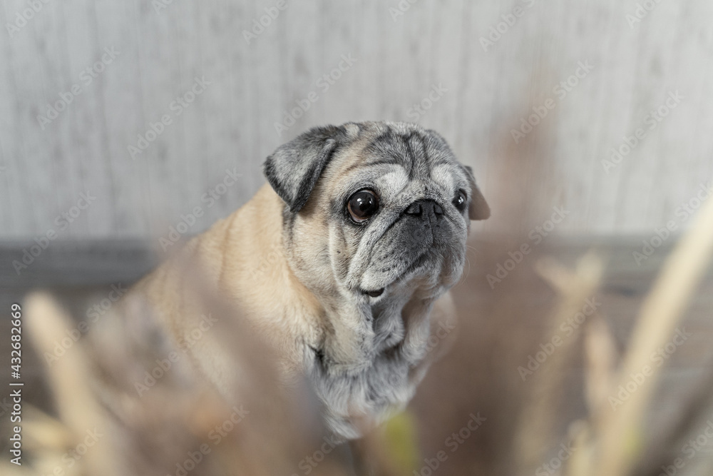 portrait of an elderly pug beige color close-up with dried flowers in the foreground