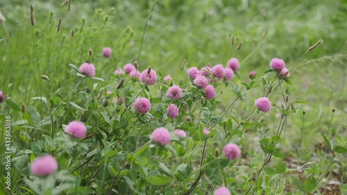 Wallpaper Mural 多摩川河川敷　春の野に咲くアカツメクサ　4K　スローモーション Torontodigital.ca