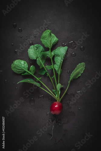 red radish on black background