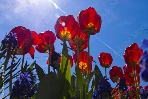 Fototapeta Naklejka Na Ścianę i Meble -  red tulips against blue sky