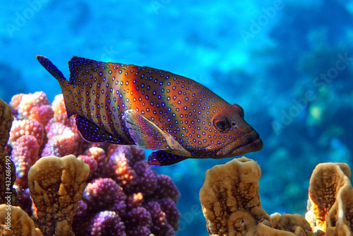 Peacock grouper (cephalopholis argus) - coral fish - Red sea photo